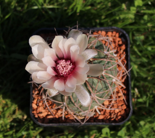 Gymnocalycium spegazzinii VS 120