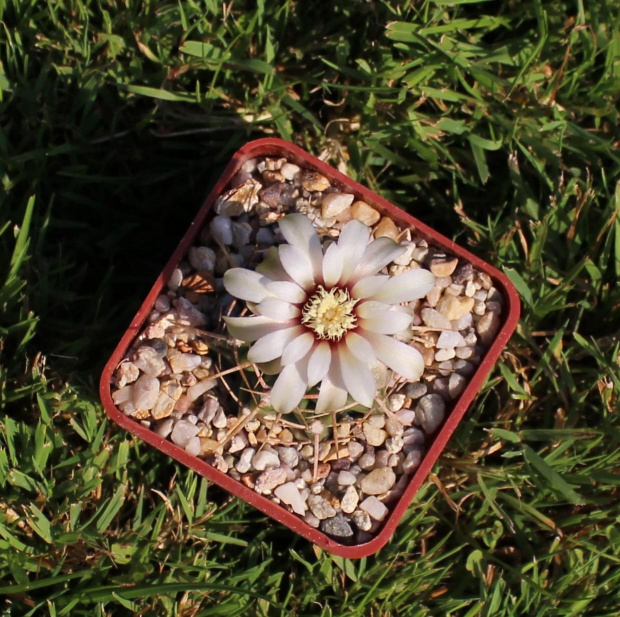 Gymnocalycium intertextum CH 1295