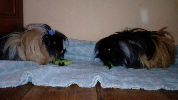 Zoe i Trixie 2
