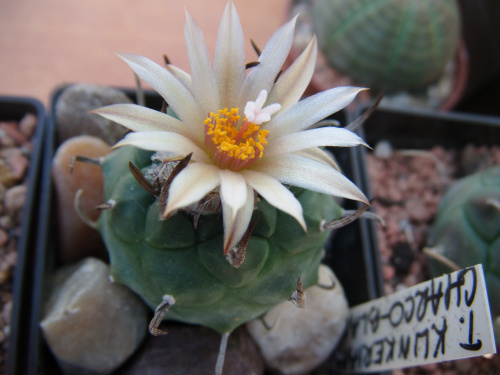 turbinicarpus