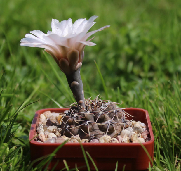 Gymnocalycium kieslingii v. castaneum VS 56