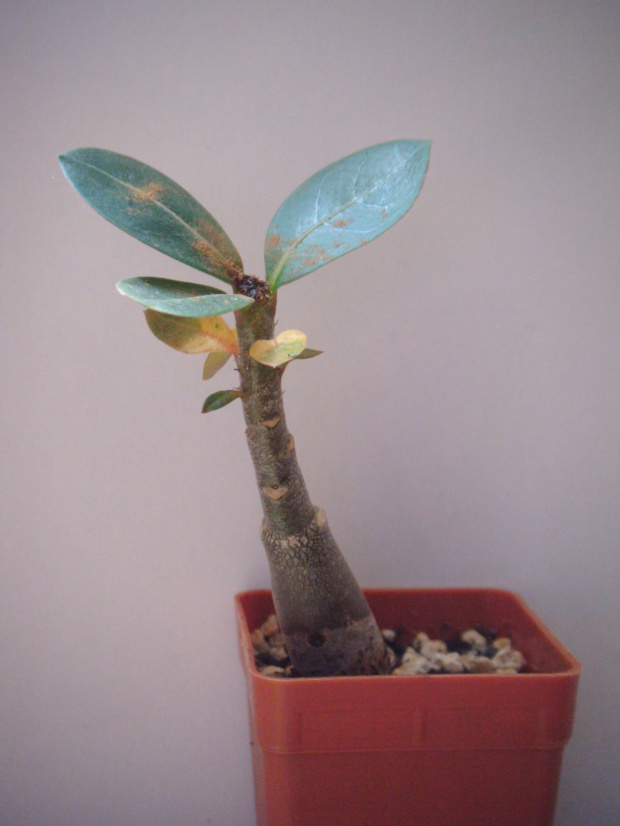 adenium