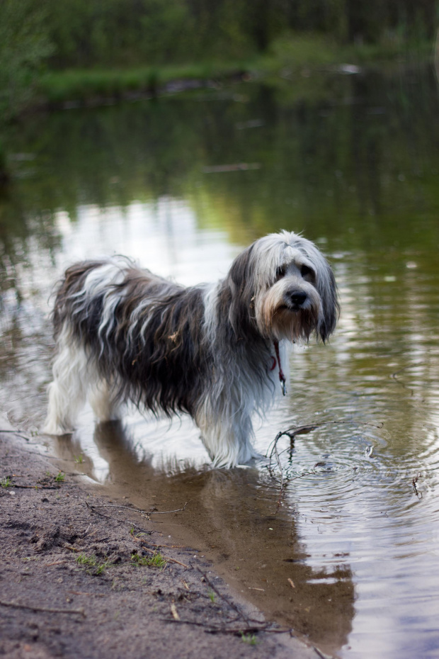 Czatka [']