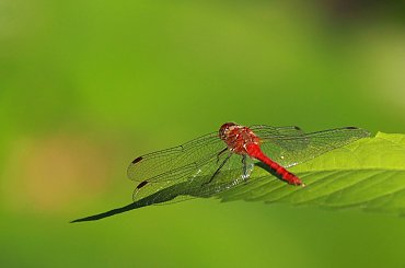 Na maskowanie nie ma szans:) #ważka #ważki #owady #lato #zieleń