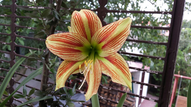 #Hippeastrum #amarylis