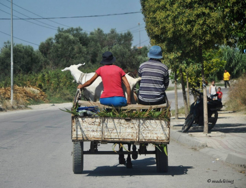 Koza do woza :) w Albanii