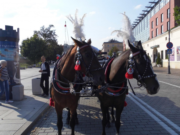 Krakowskie konie #Konie #Kraków