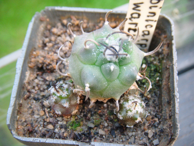 Turbinicarpus