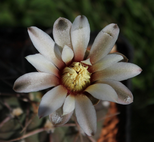 Gymnocalycium knolii WO 66