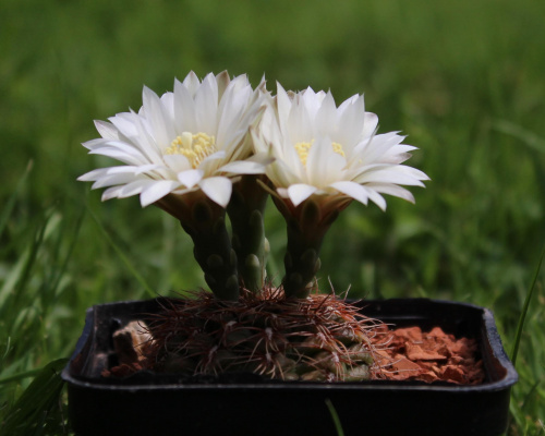 Gymnocalycium mesopotamicum P 241