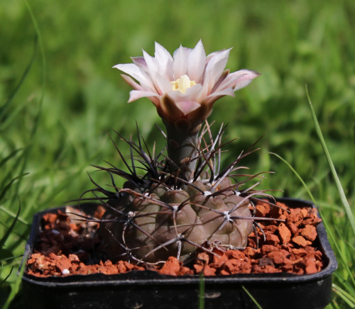 Gymnocalycium ochoterenae GN 86-5/4