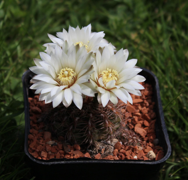 Gymnocalycium mesopotamicum P 241