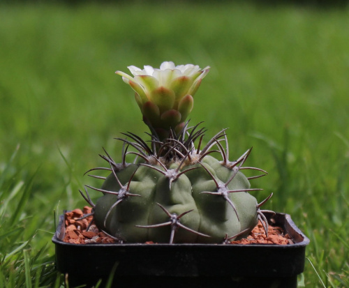 Gymnocalycium curvispinum, Portezuello