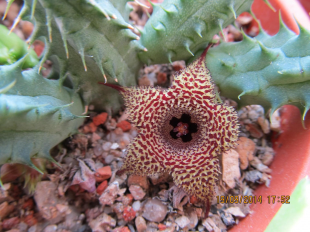 h. stapelioides