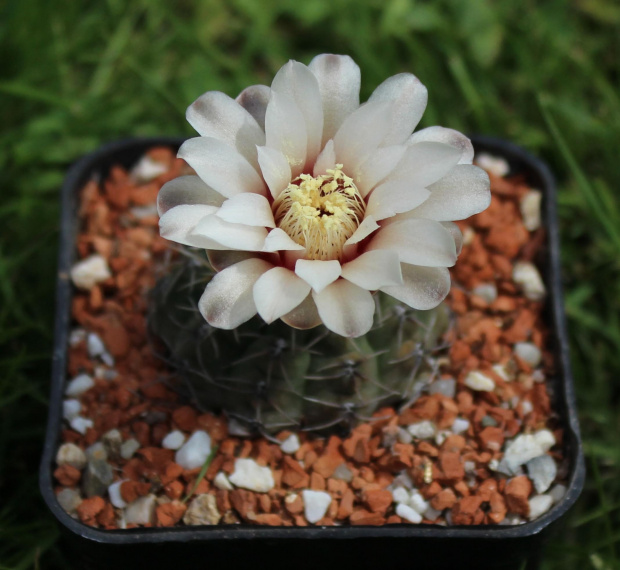 Gymnocalycium quehlianum DV 60