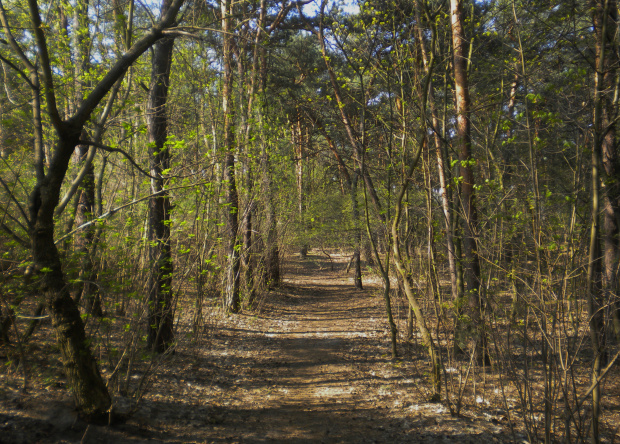 drużka