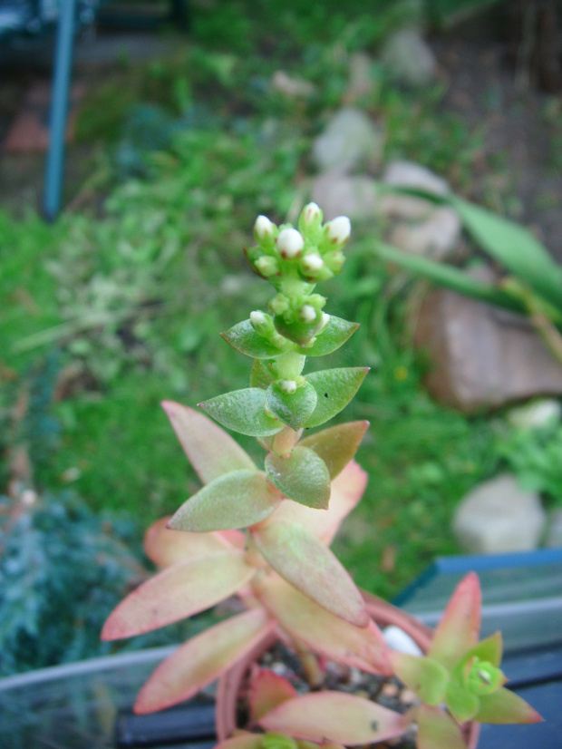 crassula