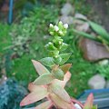 crassula