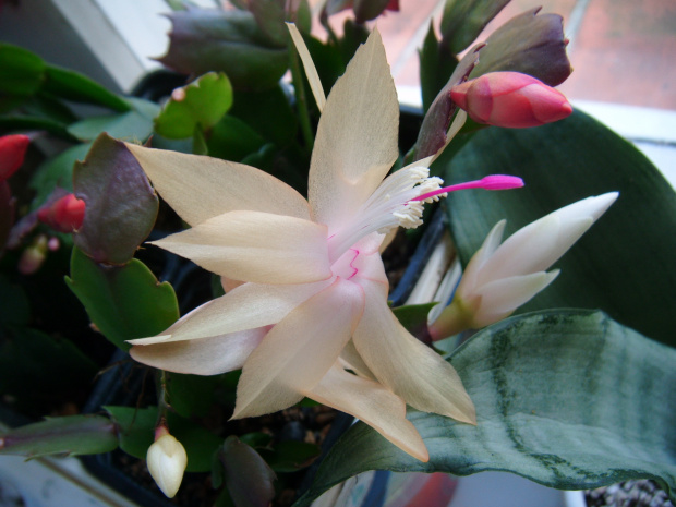 Schlumbergera