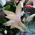 Schlumbergera