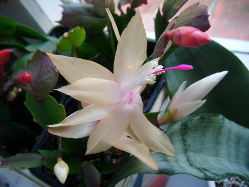 Schlumbergera