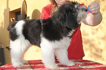 #PON #PolskiOwczarekNiainny #AmaCanem #szczeniaki #hodowla