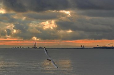 ...a to latawica, w tak ładnie przygotowany kadr mi wleciała - co za brak kultury!... #Gdańsk #ZatokaGdańska #mewa #ranek #OPoranku