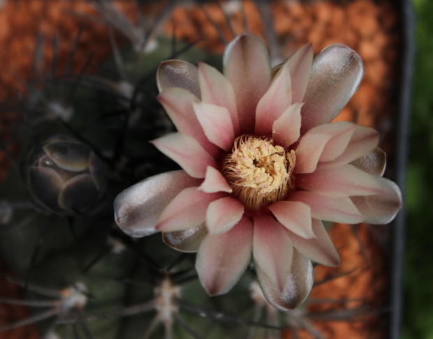 Gymnocalycium catamarcense f. belense JS 236