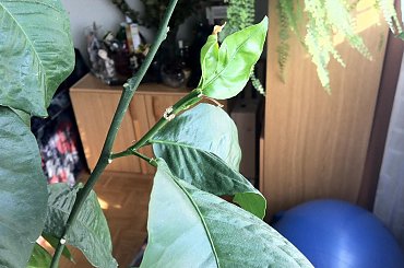 cytryna #choroba #cytryna #pomocy