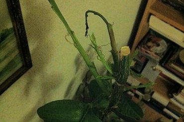 cytryna #choroba #cytryna #pomocy