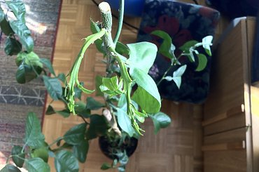 cytryna #choroba #cytryna #pomocy