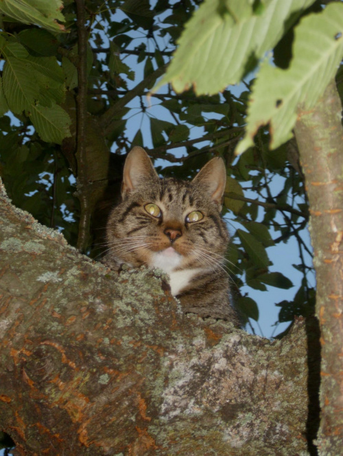 kotka hipnotyzerka #kot #jesień #drzewo