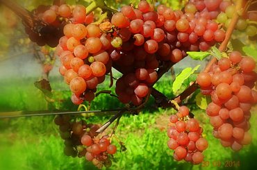 #winnica #WinnicaDolinaSanu #wino #winogrono #ZbiórWinogron