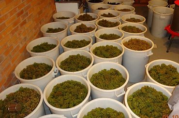 #winnica #WinnicaDolinaSanu #wino #winogrono #ZbiórWinogron