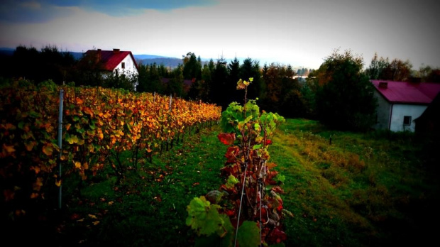 www.winnica-dolinasanu.pl, winnica dolina sanu, sanok, winnica, podparpackie, podkarpacie #WinnicaDolinaSanu #sanok #winnica #podparpackie #podkarpacie