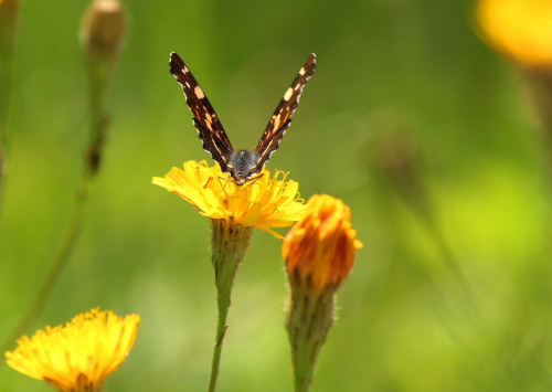 Tęsknota za latem:) #motyl #motyle #lato #łąka