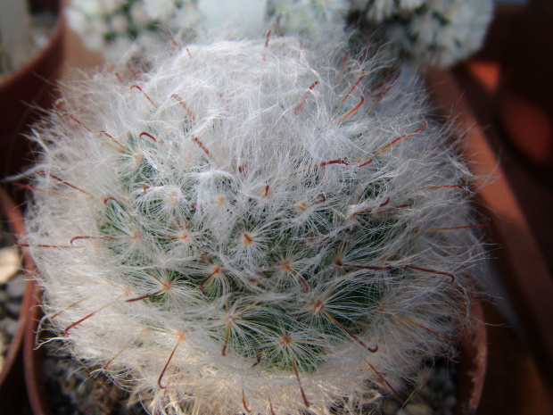 Mammillaria