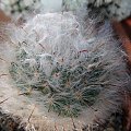 Mammillaria