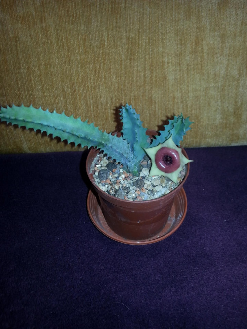 huernia insigniflora