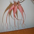 Bulbophyllum Elizabeth Ann Buckelberry