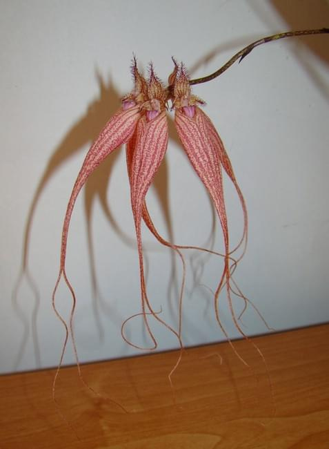 Bulbophyllum Elizabeth Ann Buckelberry