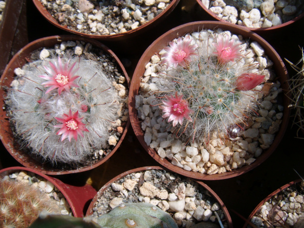 Mammillaria bocasana