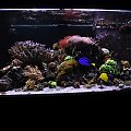 reef tank