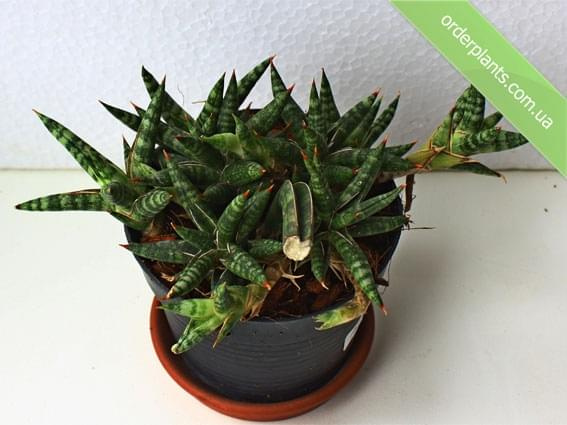 Sansevieria minii #Sansevieria