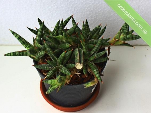 Sansevieria minii #Sansevieria