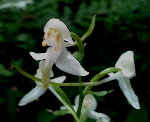 Dziki storczyk podkolan Platanthera sp. - zbliżenie kwiatu