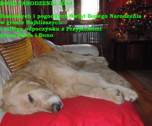 życzenia świąteczne dla Opiekunów goldenów #goldeny #psy