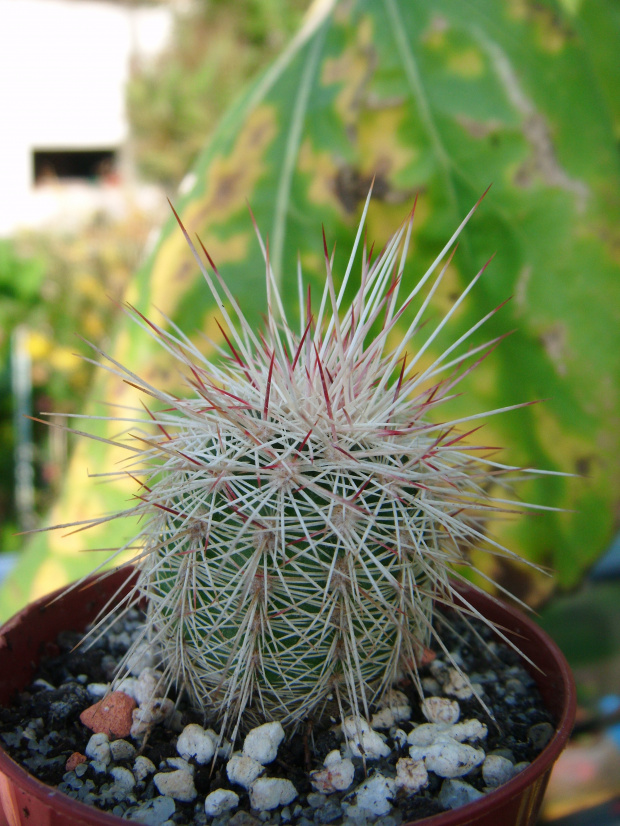 Echinocereus