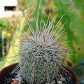 Echinocereus