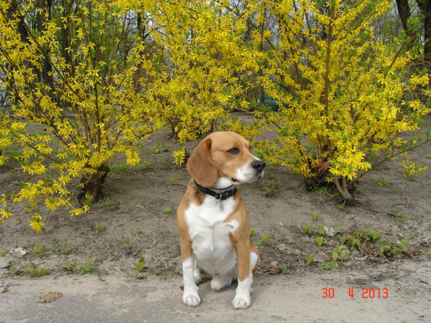 figo-a #beagle #figo #zaginął
